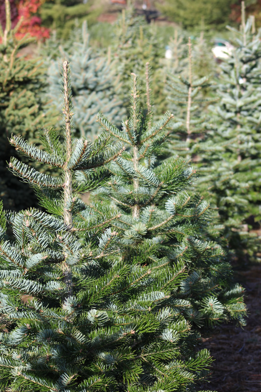 Chippewa Valley Trees Fresh Cut Christmas Trees close to